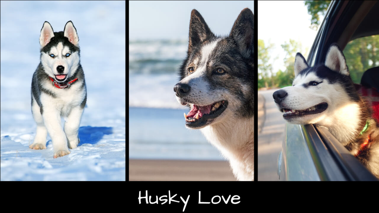 Beautiful three picture collage of husky on iPhone